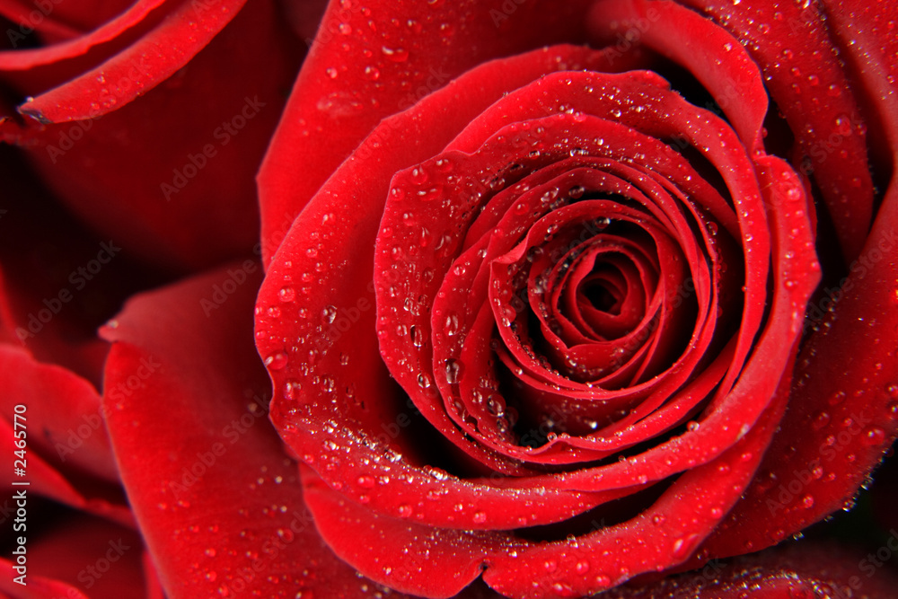 rose nahaufnahme rose nahaufnahme