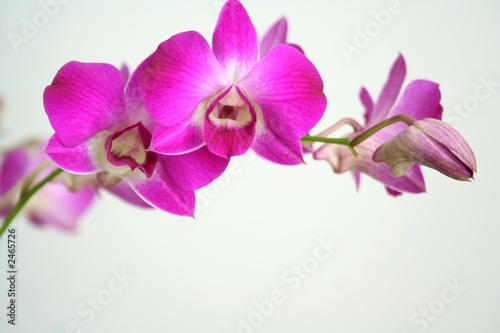 orchid