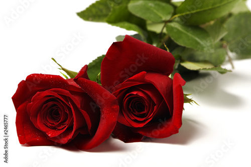 zwei rote rosen 2 photo