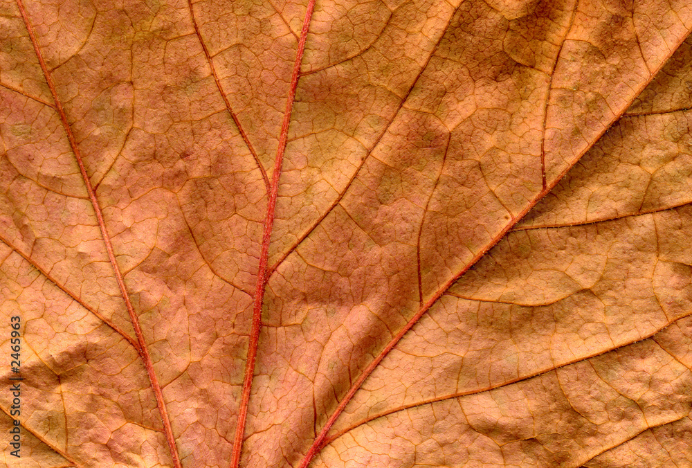 custom made wallpaper toronto digitala preserved dead brown ivy leaf close up backgroun
