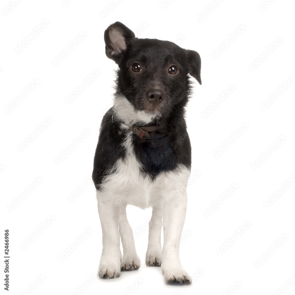 chien blanc et noir chien blanc et noir