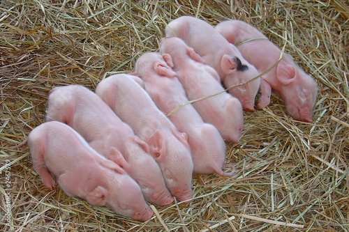 newborn pigs