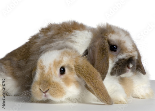 deux lapereaux de lapin bélier sur fond blanc