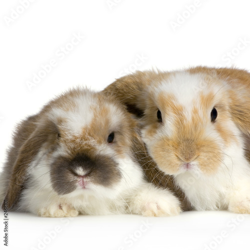 deux lapereaux de lapin bélier sur fond blanc
