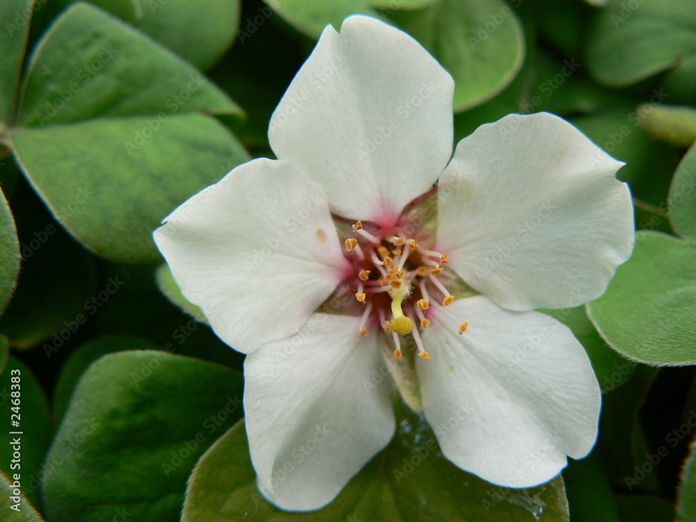 Obraz premium fleur d'amandier