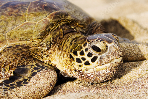 lazy sea turtle