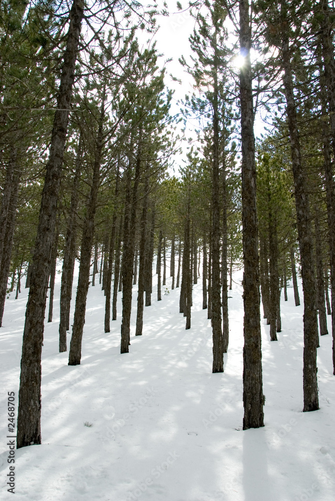 Fototapeta premium winter scenic