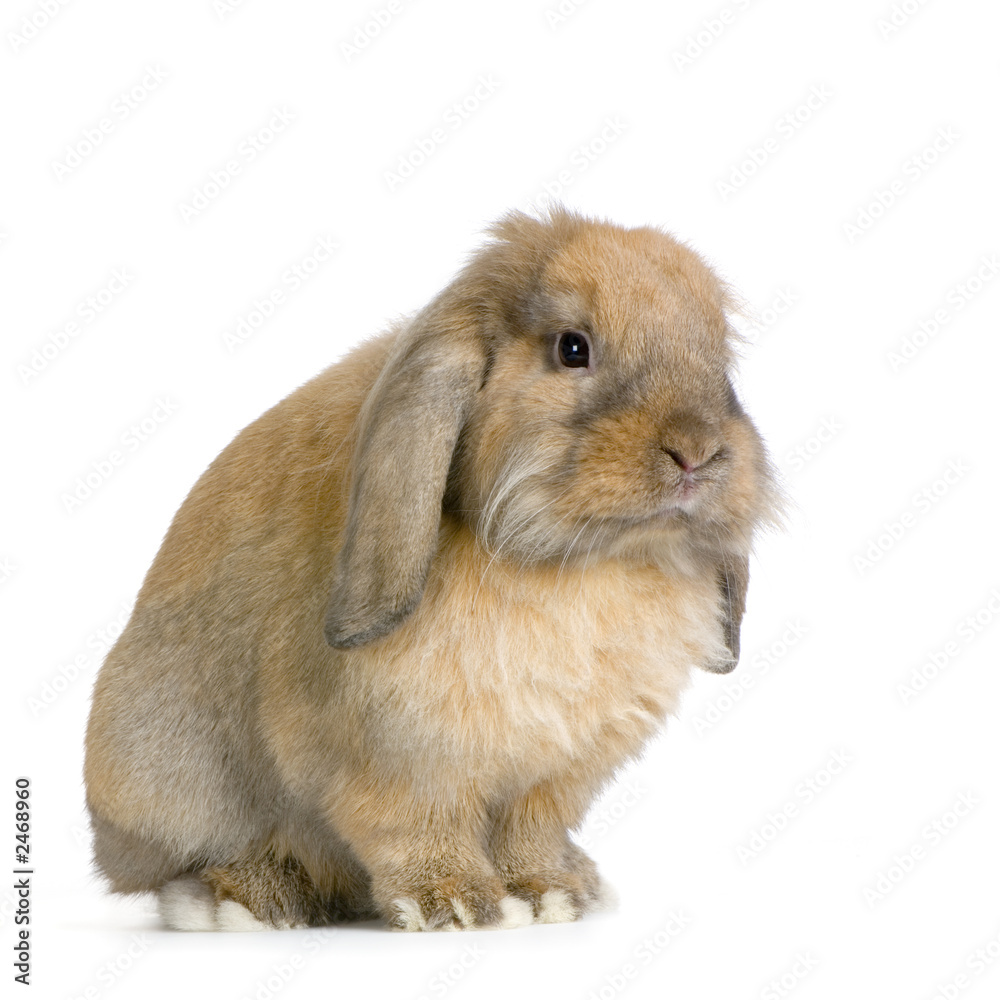lapin bélier sur fond blanc lapin bélier sur fond blanc