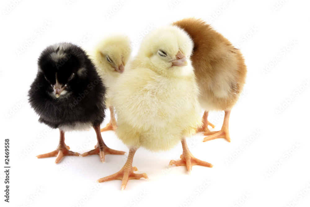 team of chicken