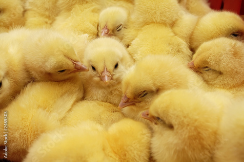 chick