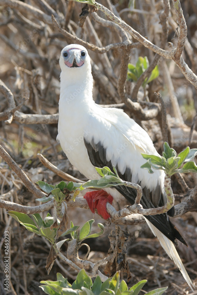 Fototapeta premium granville booby bird