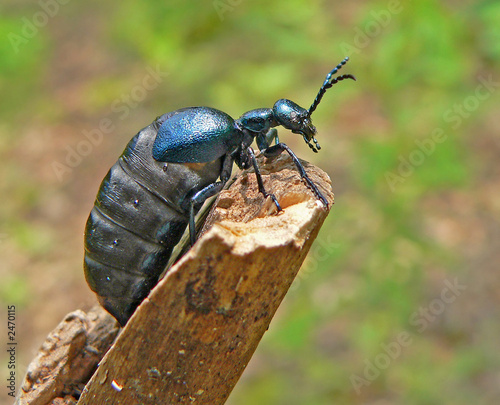 beetle (meloe proscarabaeus) photo