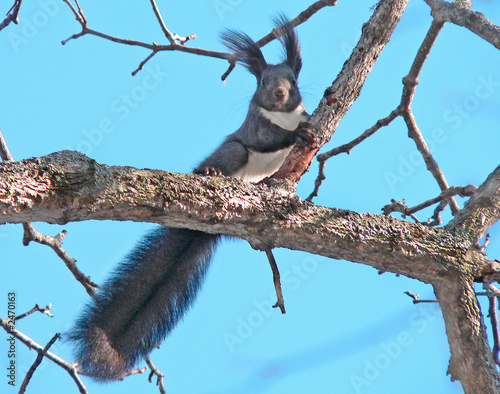 red squirrel (sciurus vulgaris)