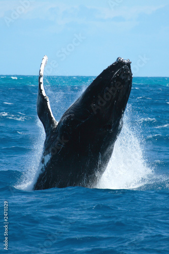 granville whale 1