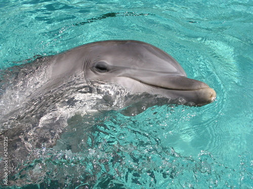 dolphin