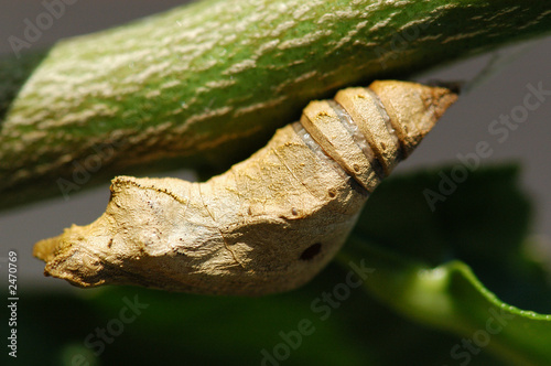 pupa photo