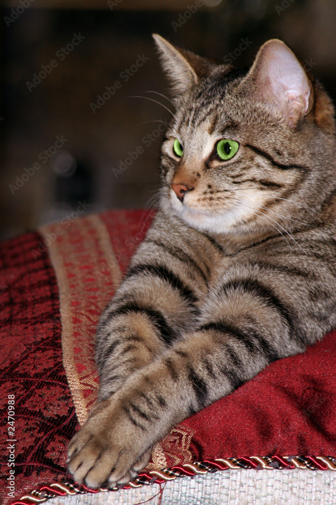 green eye gray tabby cat green eye gray tabby cat