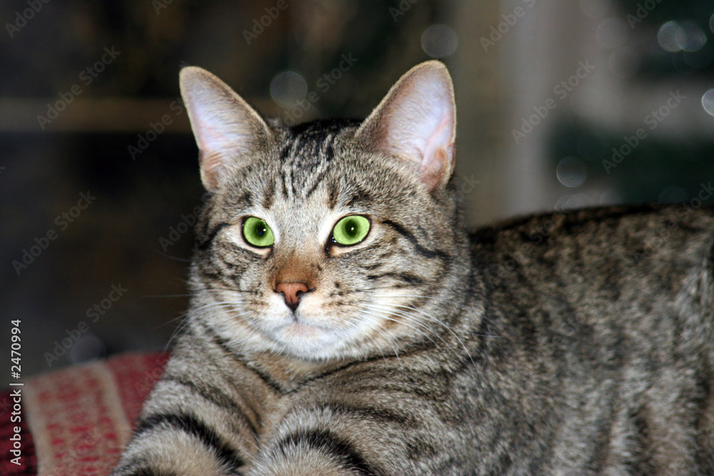 green eye gray tabby cat