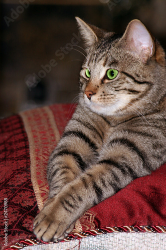 green eye gray tabby cat