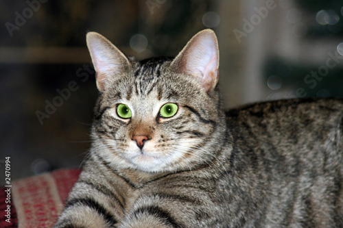 green eye gray tabby cat
