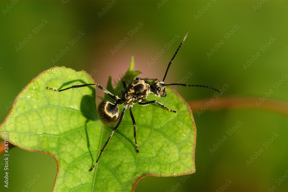 nature ants