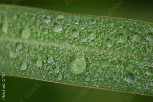 leaf and water droplet