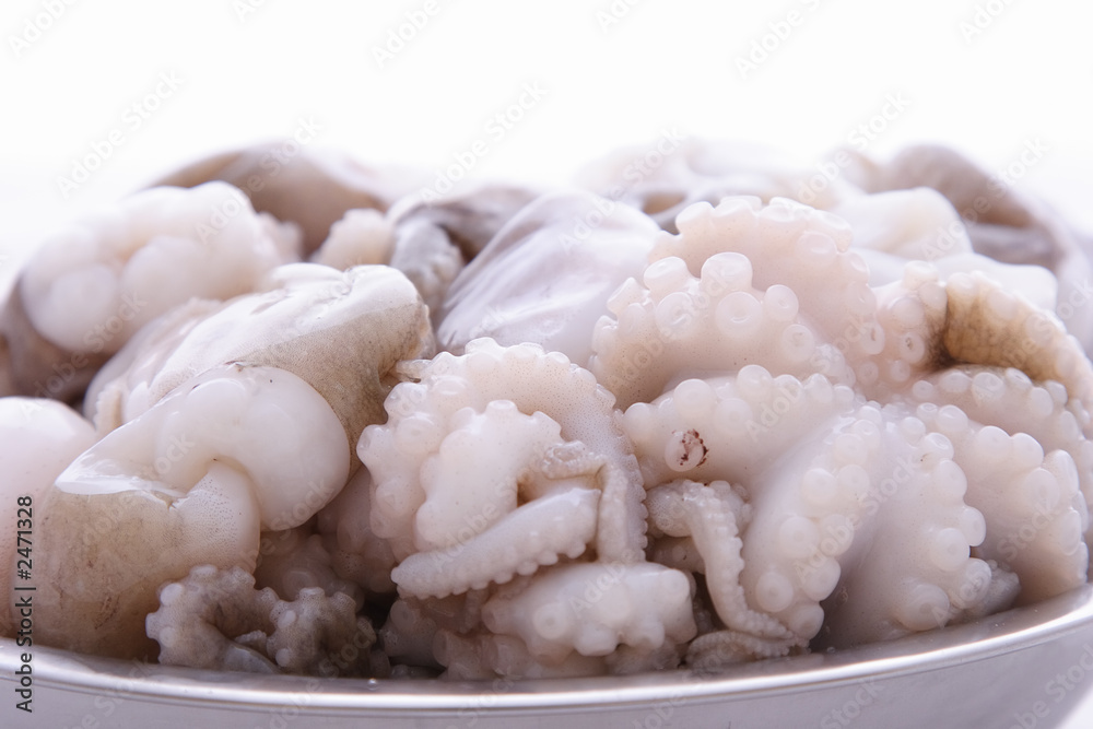 octopus octopus