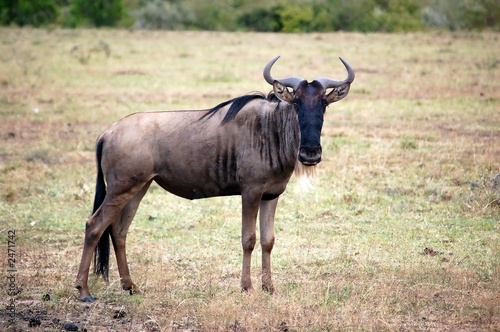 Fototapeta Naklejka Na Ścianę i Meble -  wildebeest or gnu