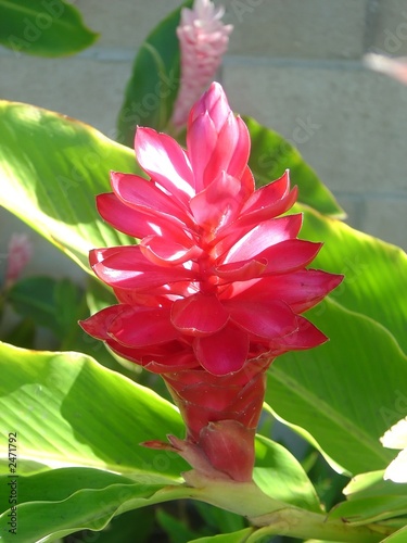 olena ginger