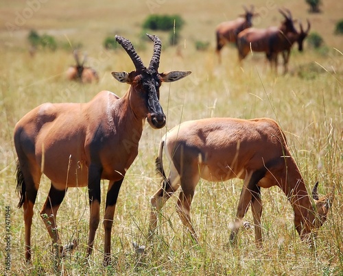 pair of topi