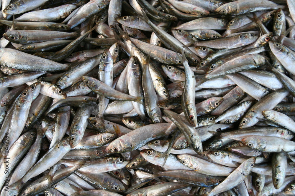 sardines sardines