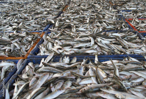 bacs à poissons