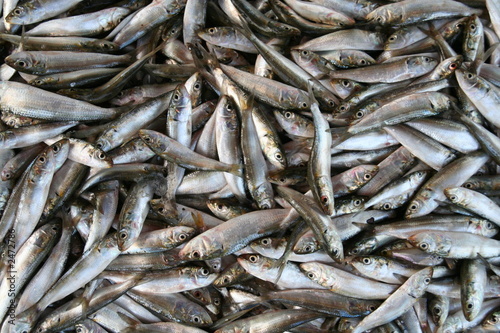 sardines