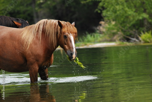 horse