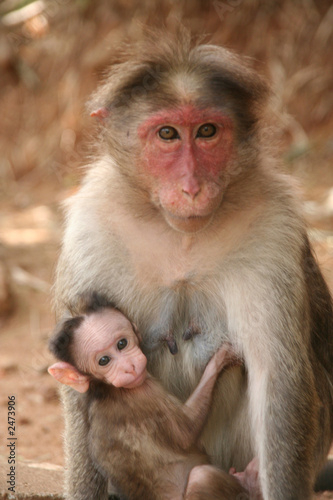 singes