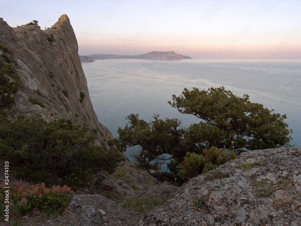 tree on rock