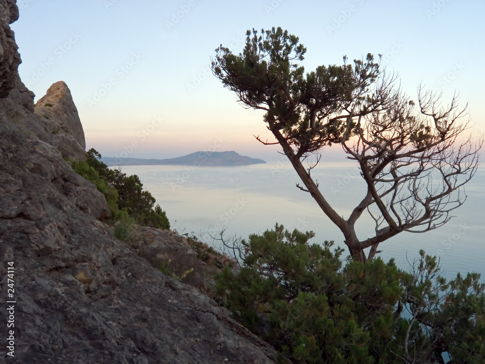 tree on rock