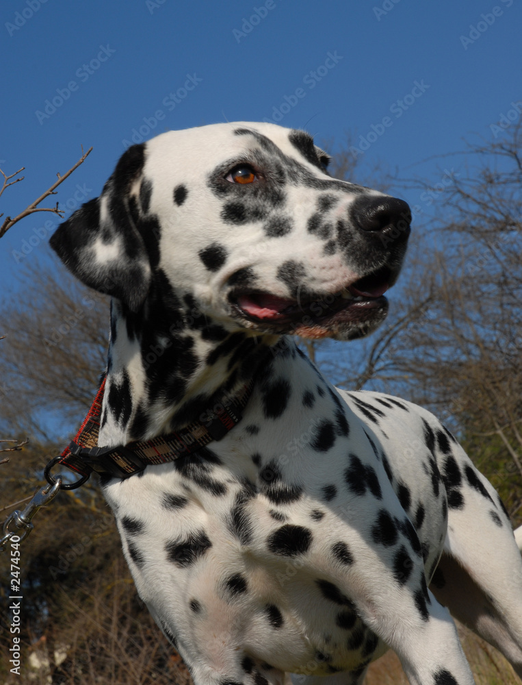 dalmatien attaché dalmatien attaché