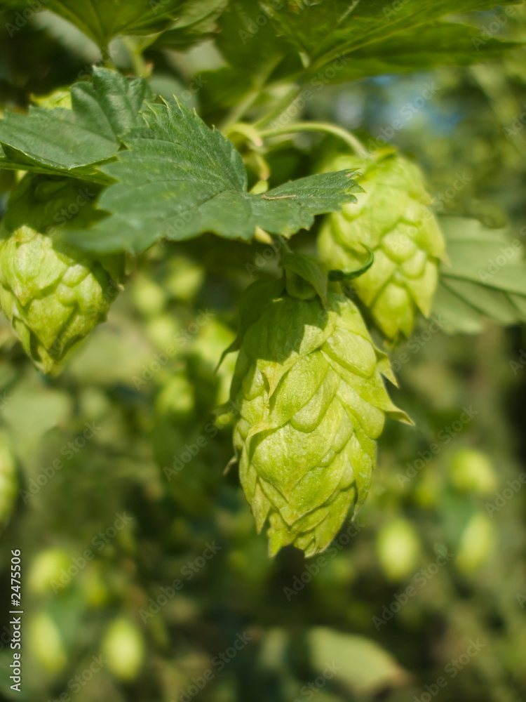 hop - taste of beer hop - taste of beer