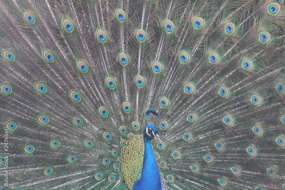Fototapeta premium pfau schlägt ein rad