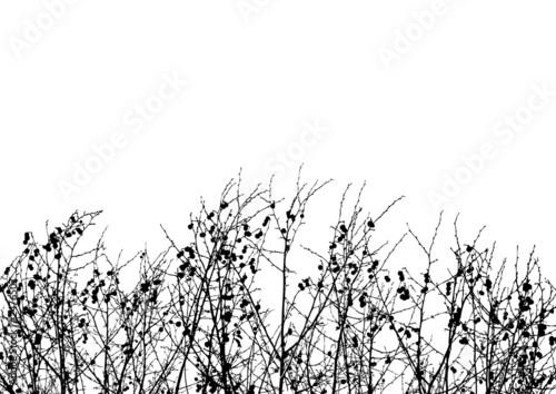 arvores_slht_07