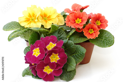 primula veris photo