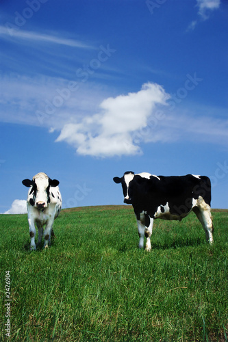 milk cows