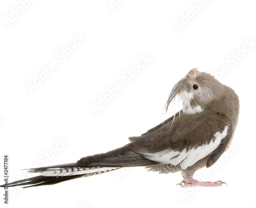 cockatiel looking up
