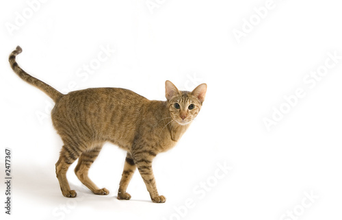 oriental cat portrait isolated on white