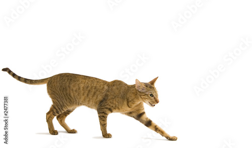 oriental cat crawling isolated on white photo