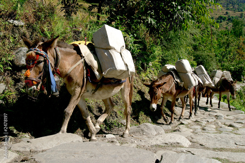 working donkeys photo