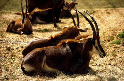 sable antelope herd