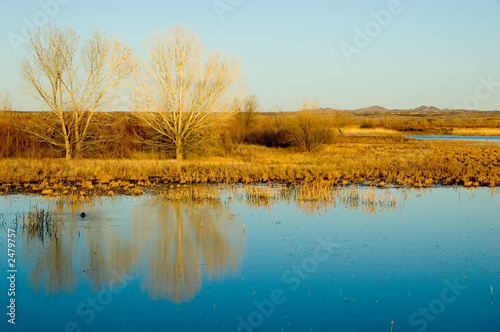 morning reflection