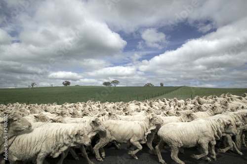 flock of sheep
